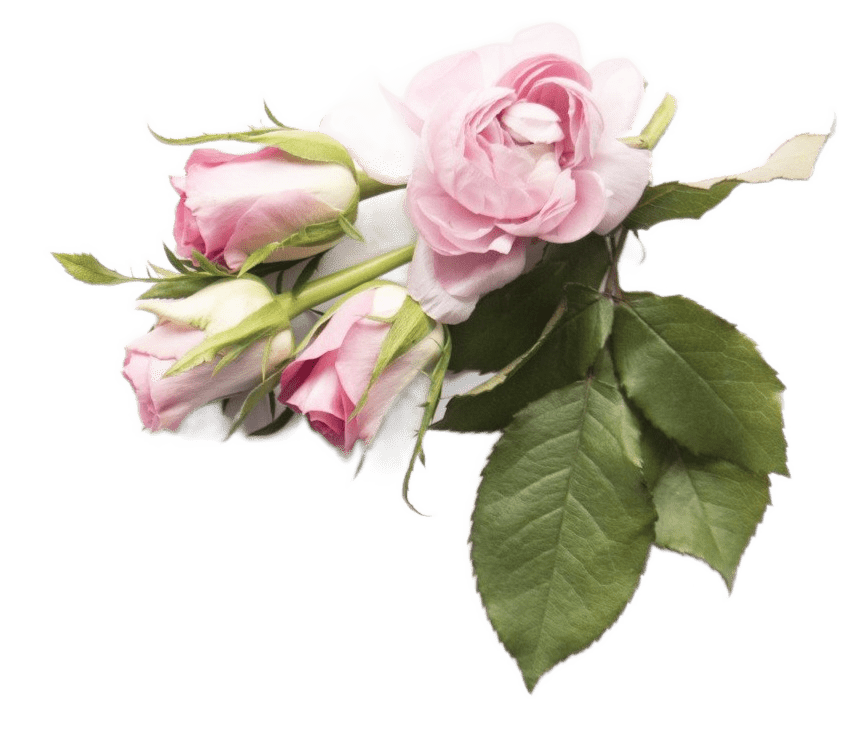 cbda3ee1-d3b3-474f-953c-ea22e18486bf-e1722452561767.png